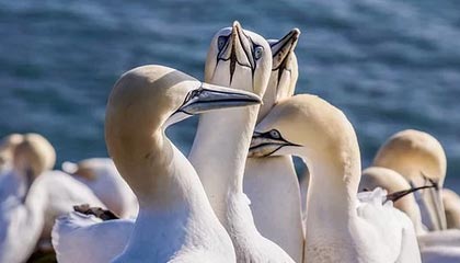 开云esports-NBA与中国电竞品牌探索合作模式，nba电竞battle