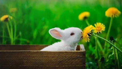 开云esports-NBA与中国电竞品牌探索合作模式，nba电竞battle